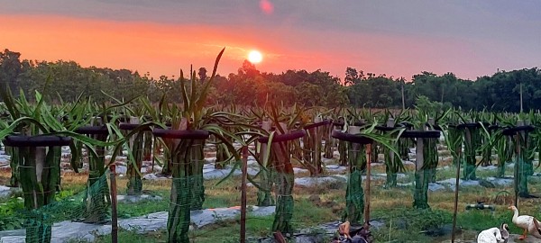 उदाउँदो सूर्य